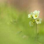 Марина Горбанева